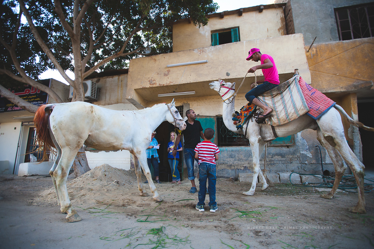 Gizeh: Pferd und Dromedar zur Behandlung