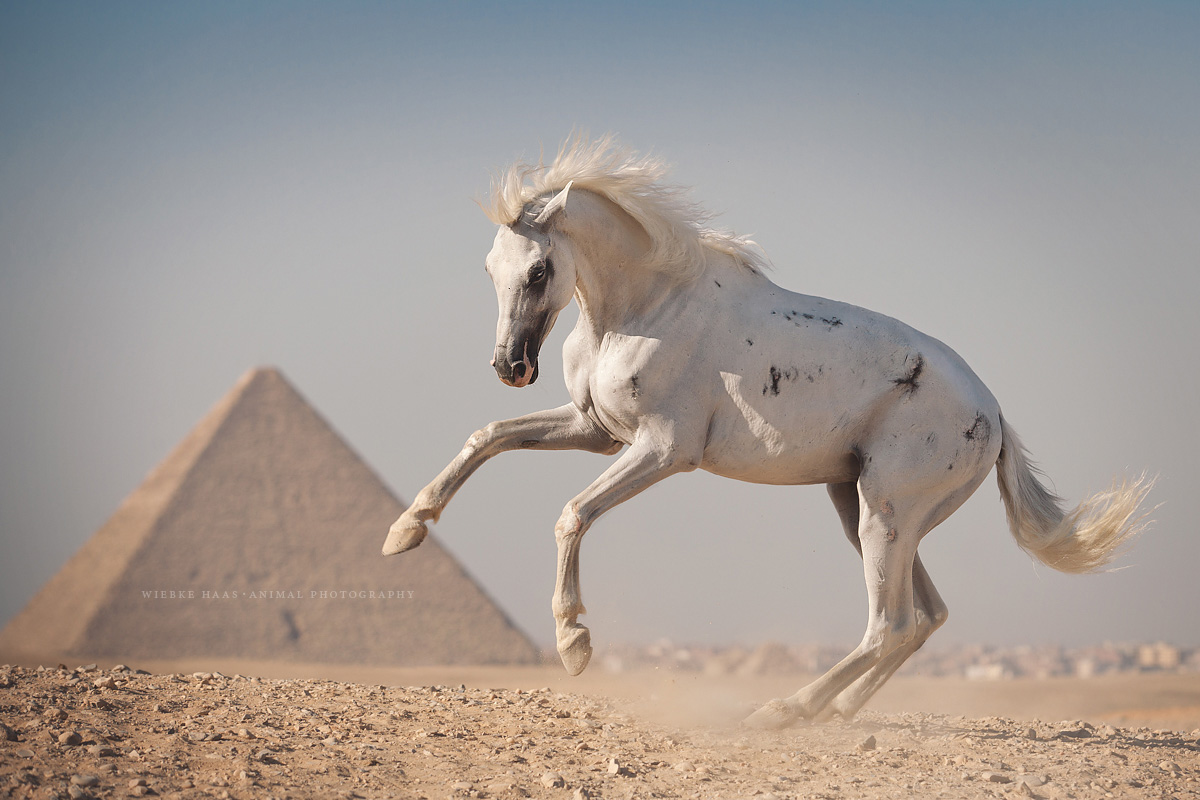 Prince Fluffy Kareem - Das Pyramidenpferd