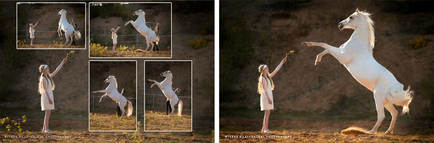 Fotomontage eines steigenden Pferdes aus vier Fotografien