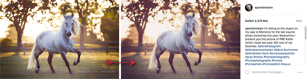 Instagram für Tierfotografie nutzen: Ein Vorher / Nachher Vergleich mittels Filter
