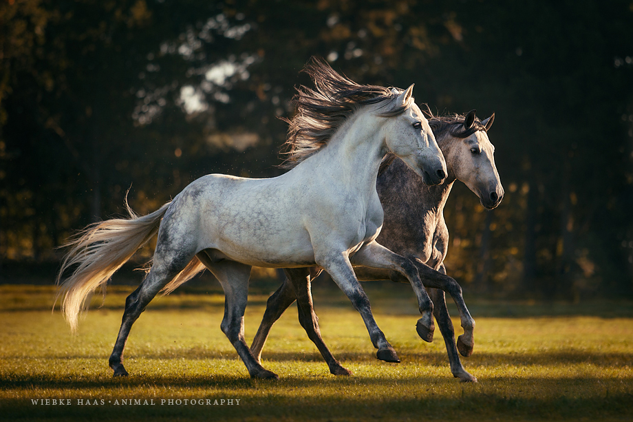 Das kleine 1&1 der Pferdefotografie