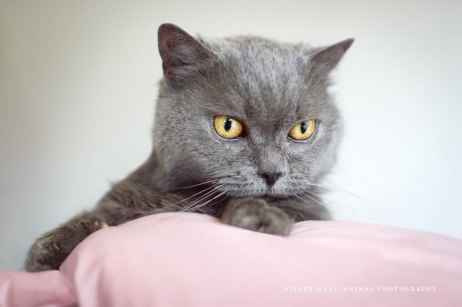 Portrait von Katze Cloe