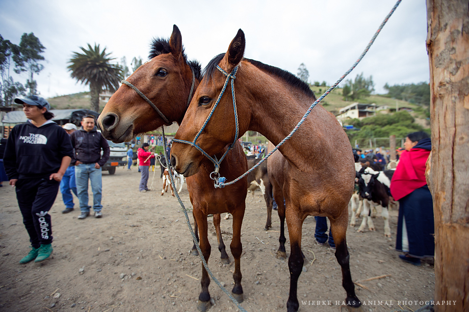 Tiermarkt Otavalo - Zwei junge, angebundene Pferde