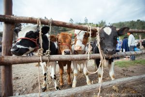 Tiermarkt Otavalo - Vier angebundene Kälber