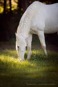 Seelenheil für Sportpferde - Pferd grast auf einer Weide