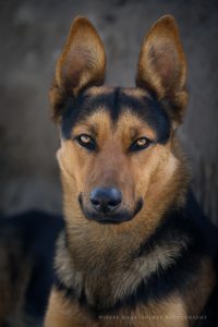 All You Need Is Ecuador: Reisebericht - Portrait eines Hundes