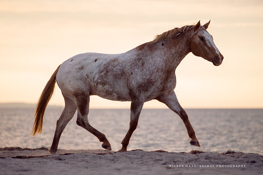 Ein neues Konzept für die Pferdefotoworkshops: animal, equine, equus, fine art, horse, horse photography, Pferd, Pferde, Pferdefoto, Pferdefotograf, Pferdefotografie, photography, Tierfotograf, Tierfotografie, Workshop, Pferdefotokurs, Pferdefotoworkshop