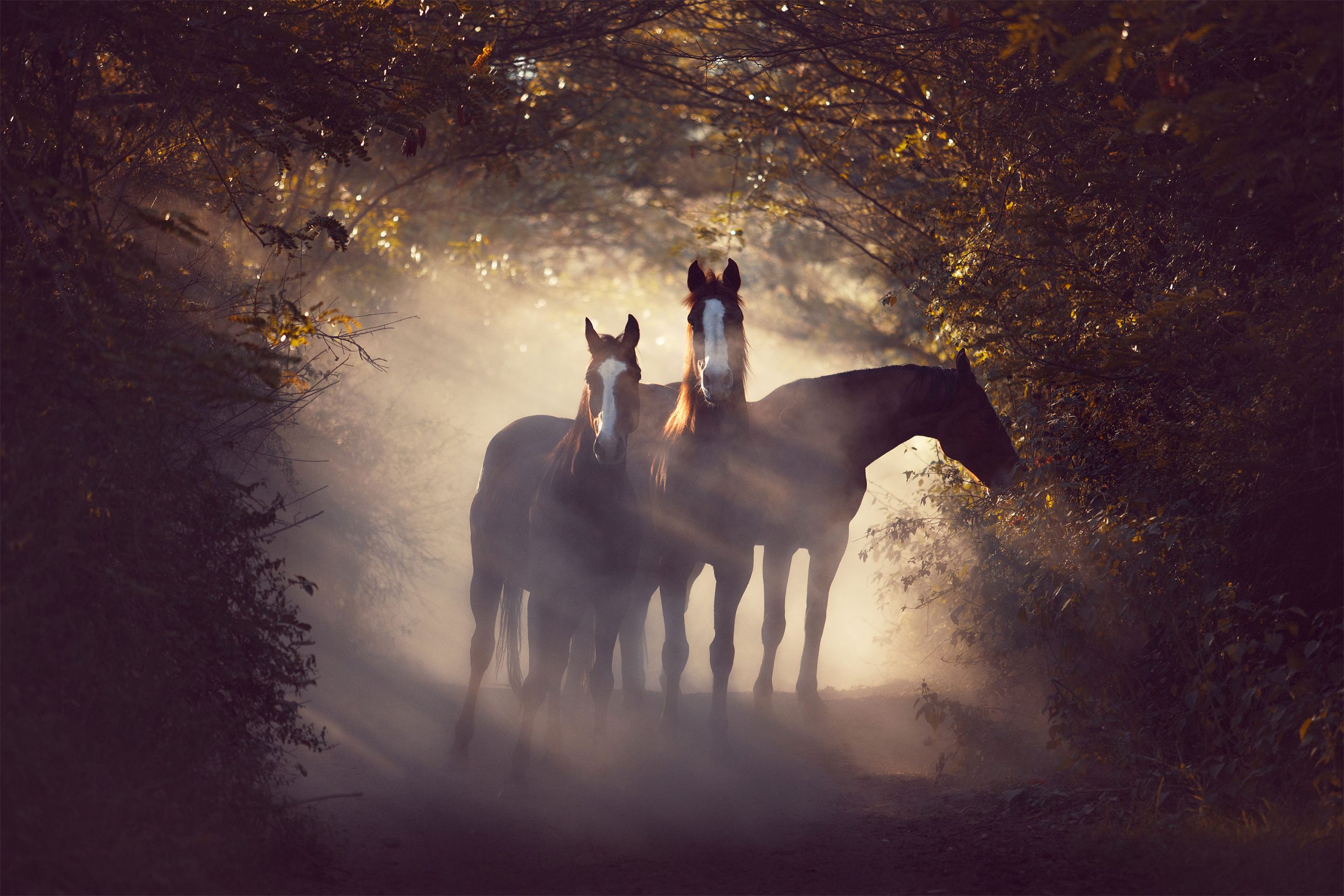 Coachings & Workshops für Tierfotografie, Pferdefotografie, Hundefotografie