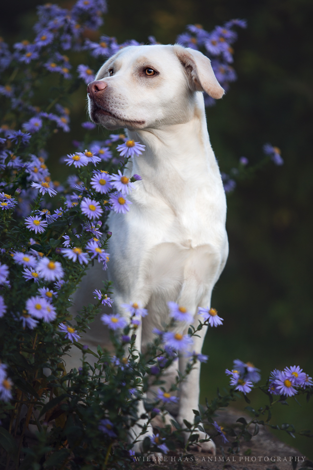 Im Blütenmeer - Weißer Hund mit heller Nase