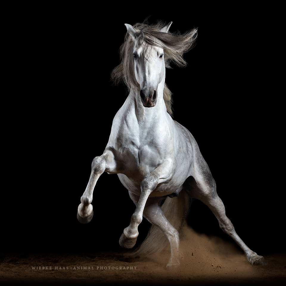 Mit Ausdruck und Spannung zu emotionalen Bildern - Pferde in Aktion