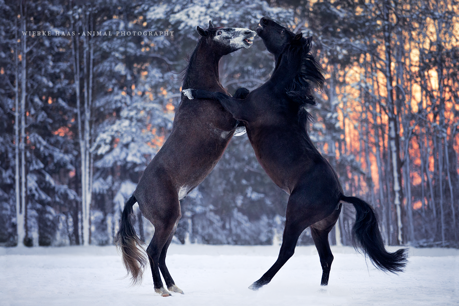 Mit Ausdruck und Spannung zu emotionalen Bildern - Pferde in Aktion