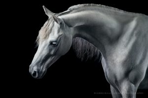 Inspiration für dein Zuhause: Pferdeportrait