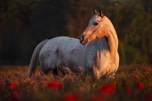 Pferde fotografieren lernen